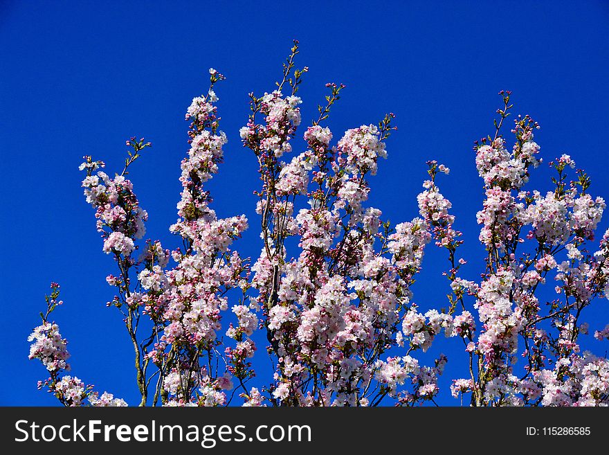 Blue, Sky, Blossom, Branch