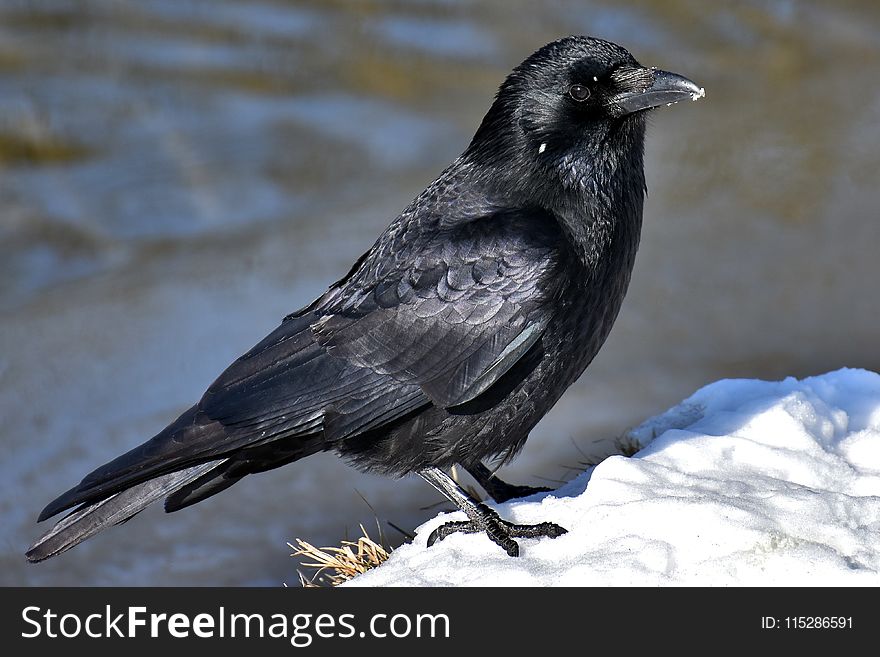 Bird, American Crow, Crow Like Bird, Fauna