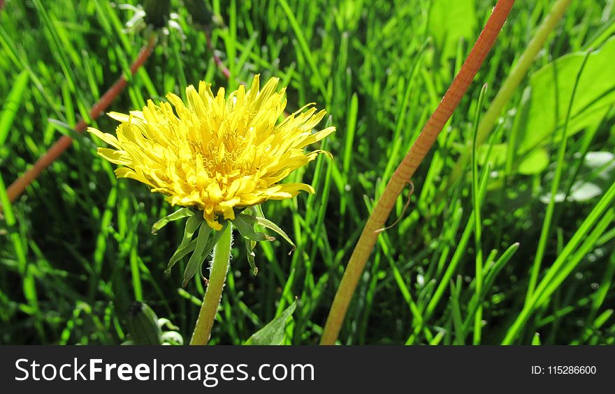 Grass, Dandelion, Flower, Golden Samphire