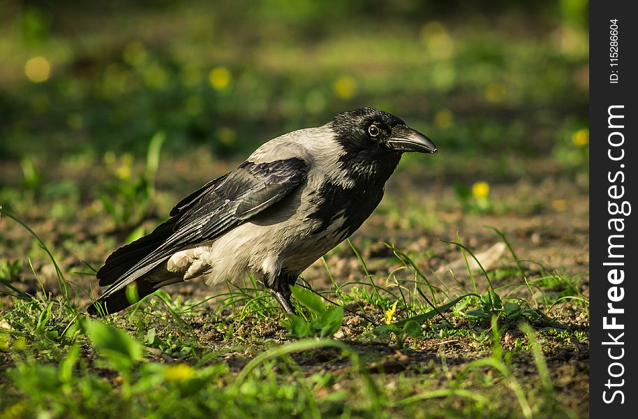 Bird, Fauna, Beak, Crow Like Bird