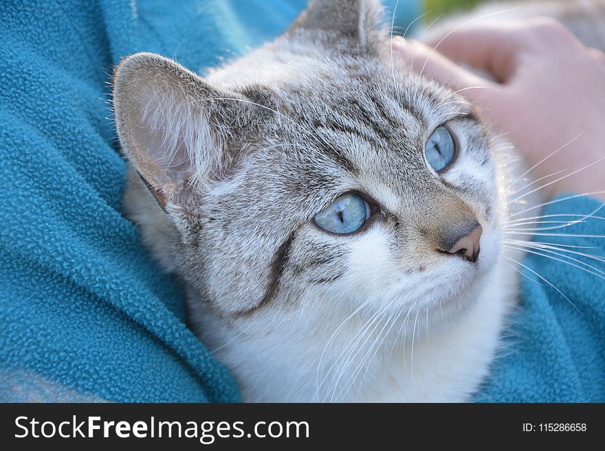 Cat, Whiskers, Mammal, Small To Medium Sized Cats