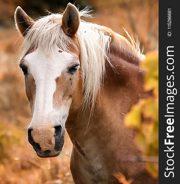 Horse, Mane, Horse Like Mammal, Mustang Horse