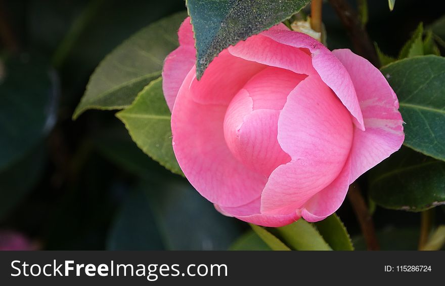 Flower, Plant, Japanese Camellia, Close Up