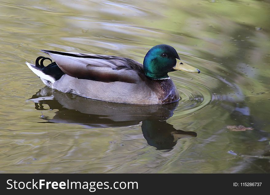 Bird, Duck, Mallard, Water