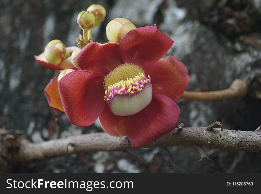 Couroupita, Plant, Cannonball Tree, Lecythidaceae