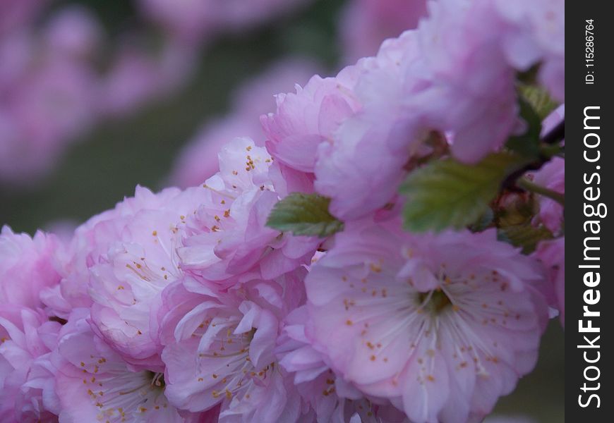 Flower, Pink, Blossom, Spring