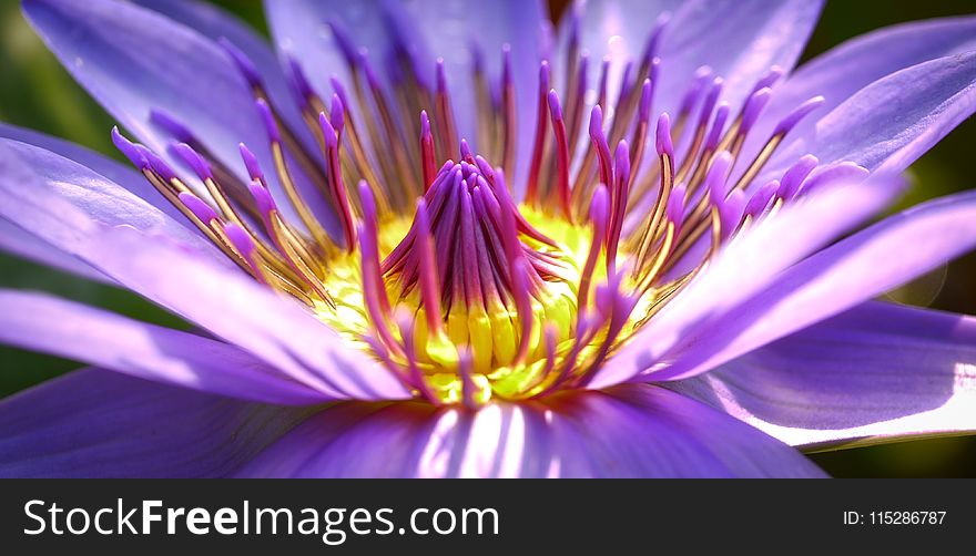 Flower, Purple, Flora, Close Up