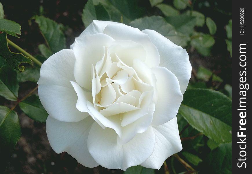 Flower, Rose, Plant, White