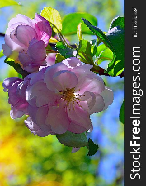 Blossom, Flower, Branch, Rosa Canina