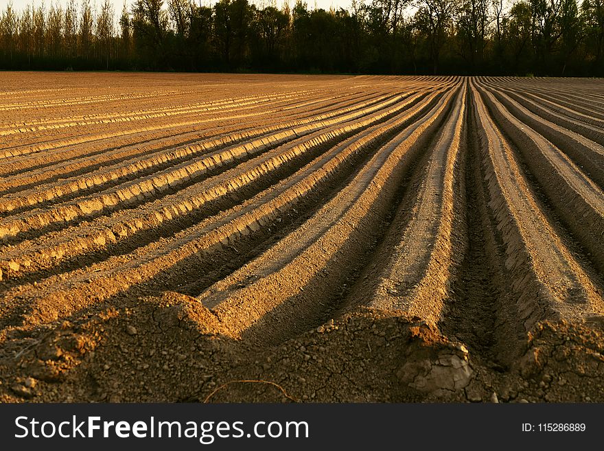 Field, Soil, Crop, Agriculture