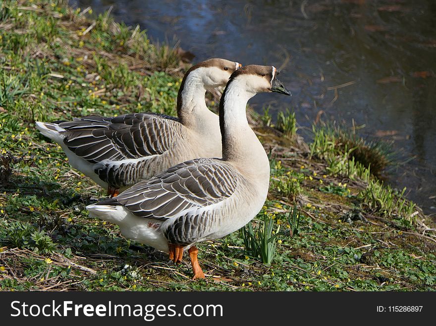 Bird, Goose, Ecosystem, Fauna