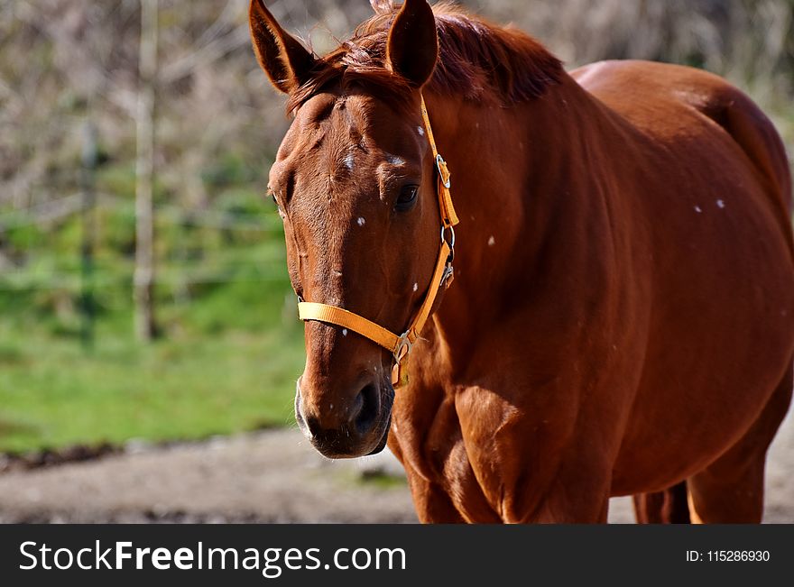 Horse, Bridle, Halter, Rein