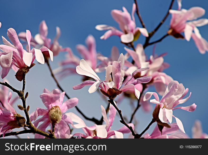 Flower, Plant, Pink, Flowering Plant