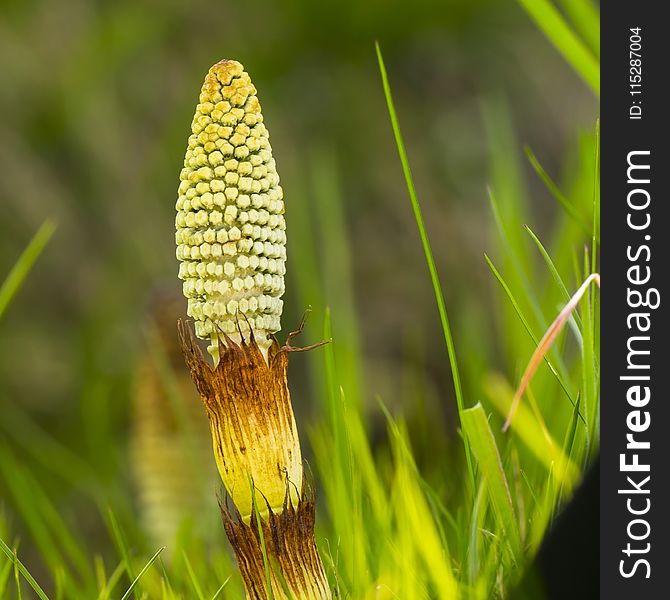 Vegetation, Close Up, Grass, Grass Family