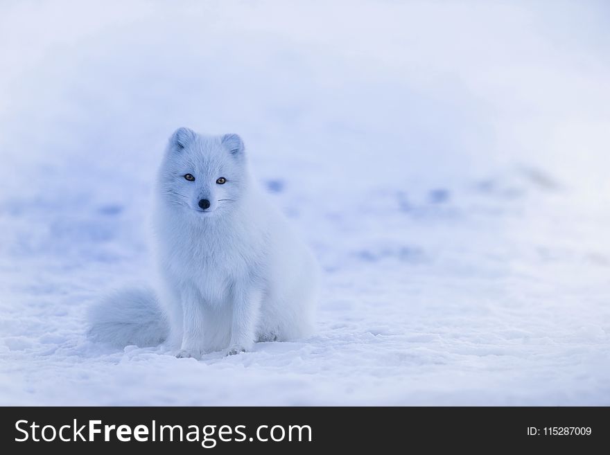 Arctic Fox, Dog Like Mammal, Mammal, Fox