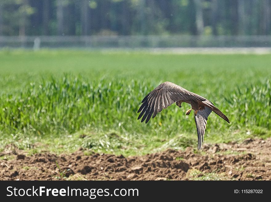 Ecosystem, Fauna, Bird, Nature Reserve