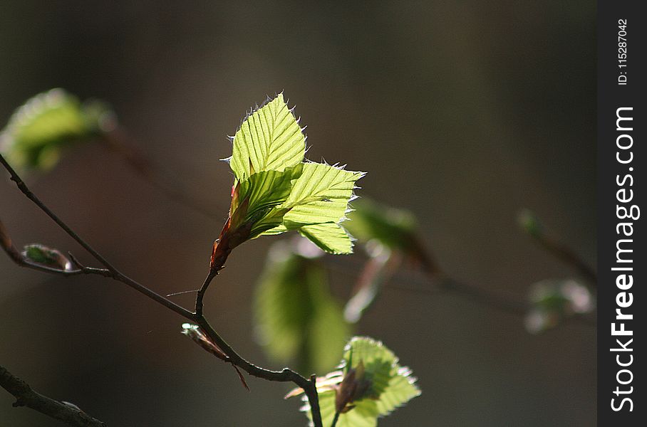 Leaf, Branch, Vegetation, Twig