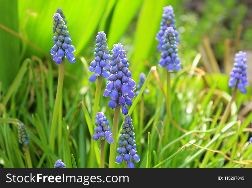 Plant, Flower, Flora, Spring