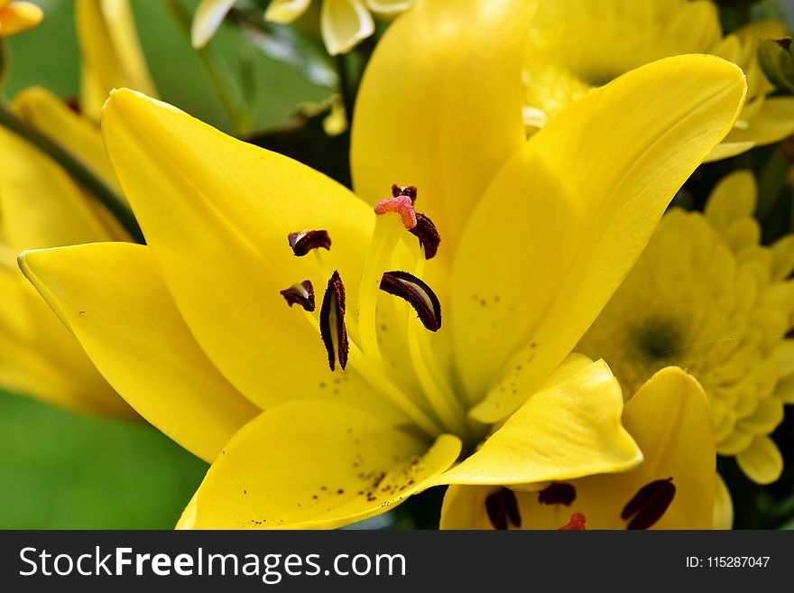 Flower, Yellow, Lily, Flora