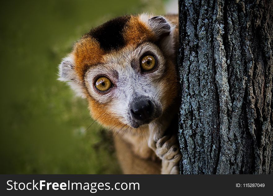 Fauna, Mammal, Wildlife, Lemur