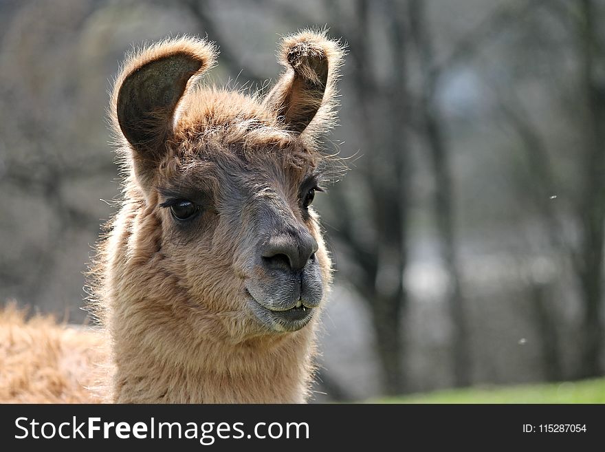 Llama, Terrestrial Animal, Camel Like Mammal, Alpaca