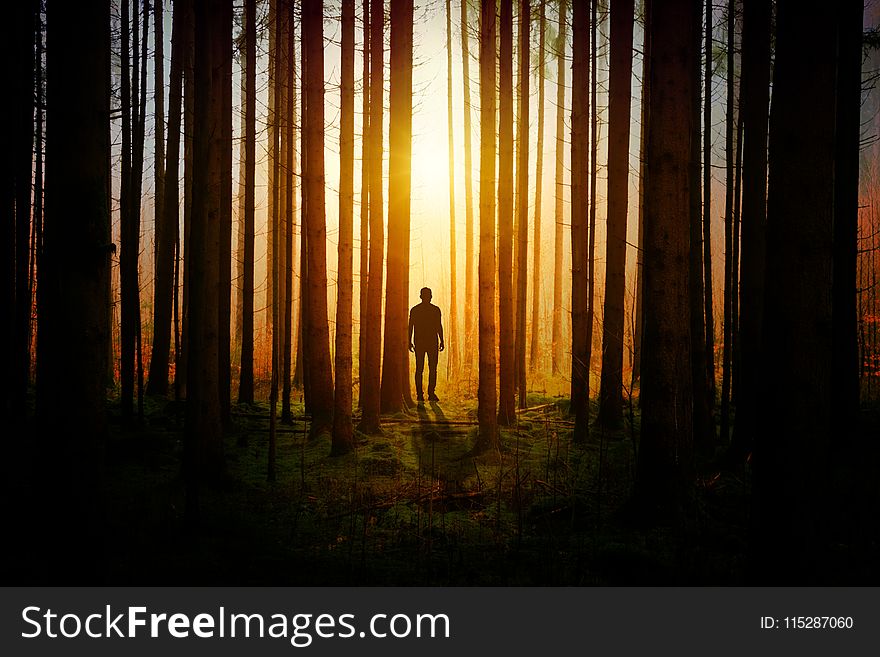 Nature, Forest, Light, Tree