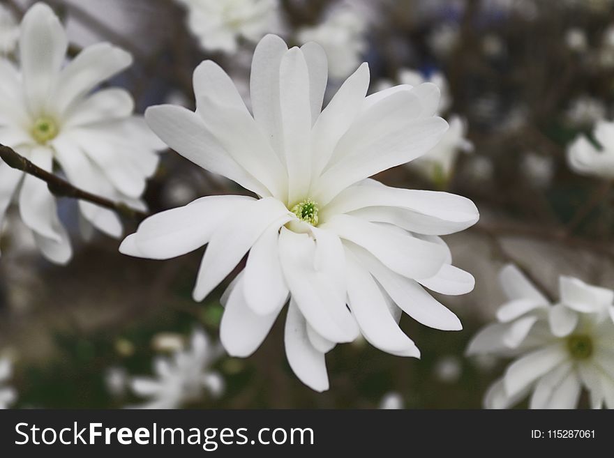 Flower, Plant, White, Flora