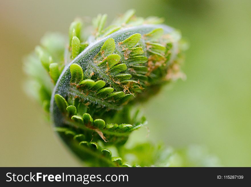 Close Up, Macro Photography, Plant, Plant Stem