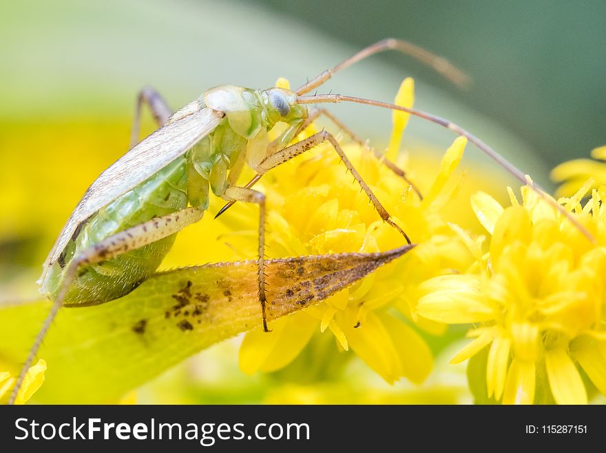 Insect, Macro Photography, Pest, Invertebrate