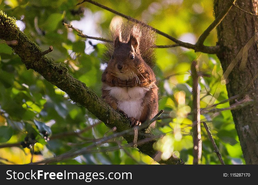 Squirrel, Fauna, Mammal, Branch