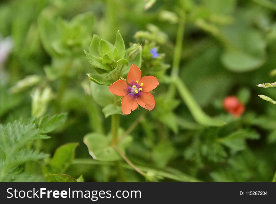 Flower, Flora, Plant, Flowering Plant