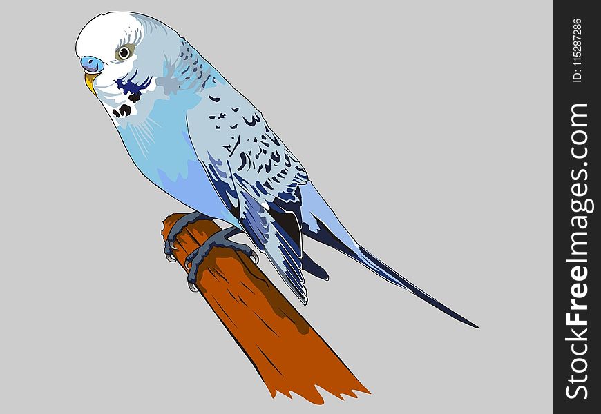 Bird, Common Pet Parakeet, Beak, Parrot