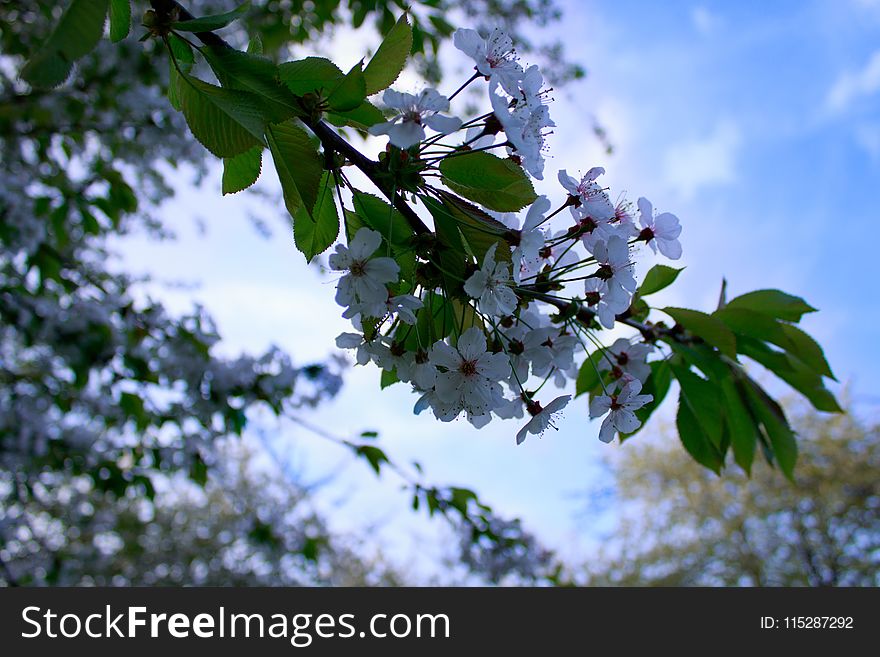 Blossom, Branch, Spring, Plant