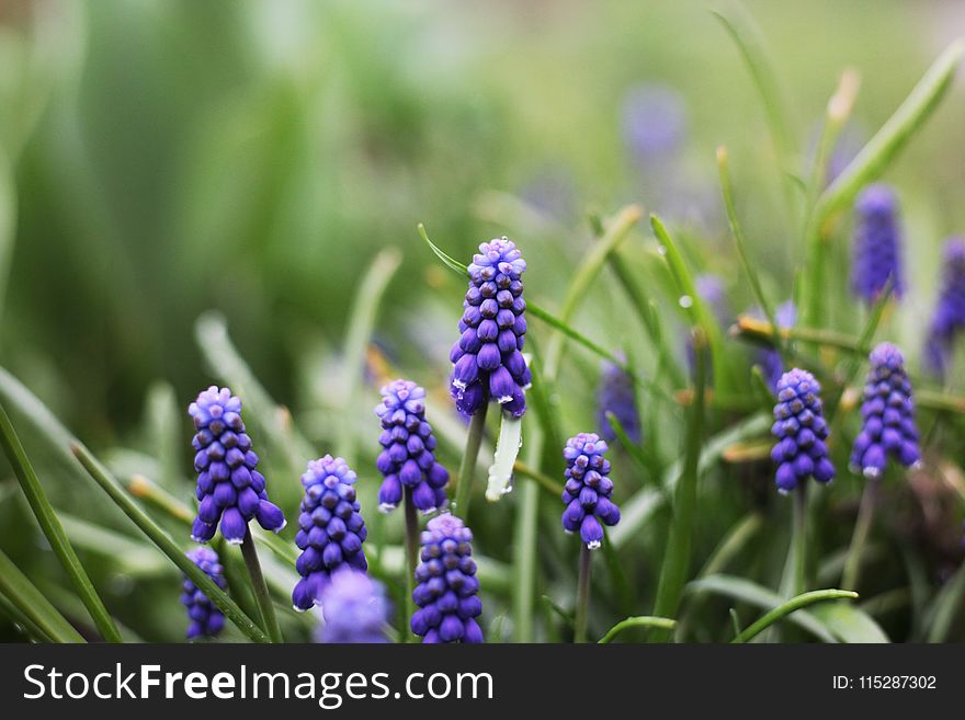 Plant, Flower, Hyacinth, Grass