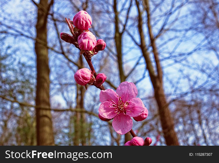 Blossom, Pink, Flora, Spring