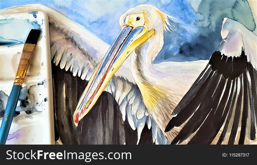 Pelican, Seabird, Beak, Bird