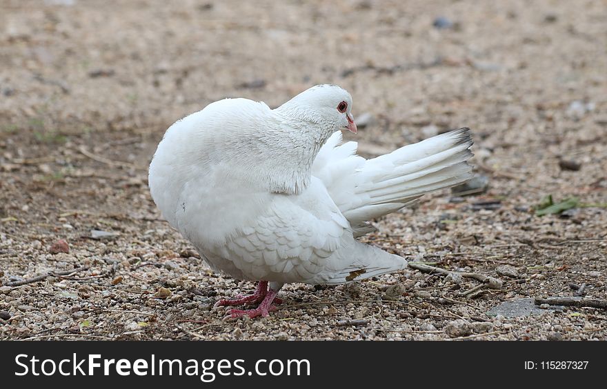 Bird, Pigeons And Doves, Fauna, Beak