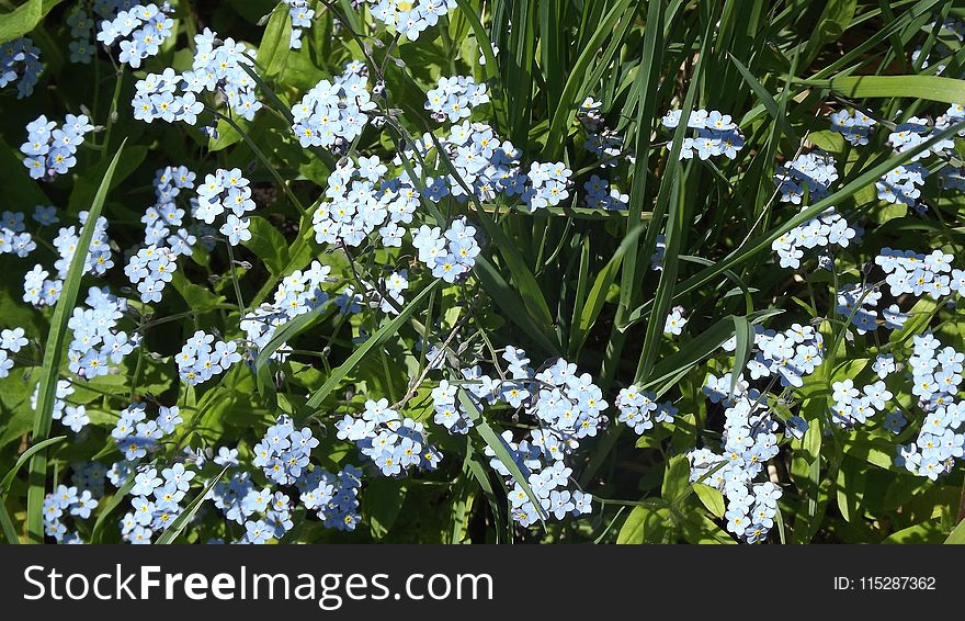 Plant, Flower, Forget Me Not, Flora