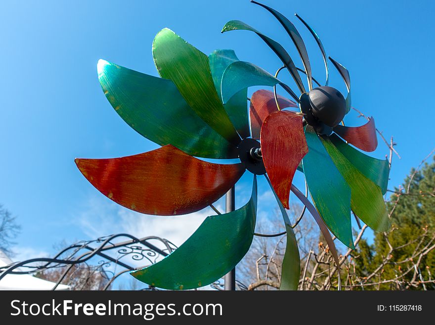 Leaf, Flora, Plant, Tree