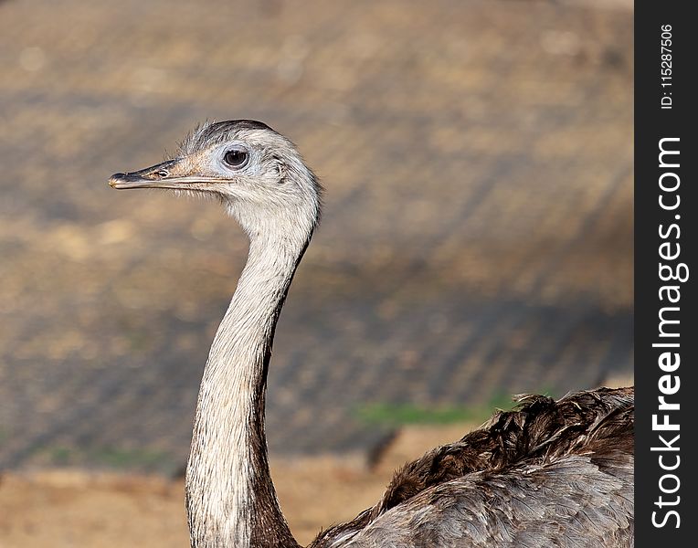 Bird, Ostrich, Beak, Fauna