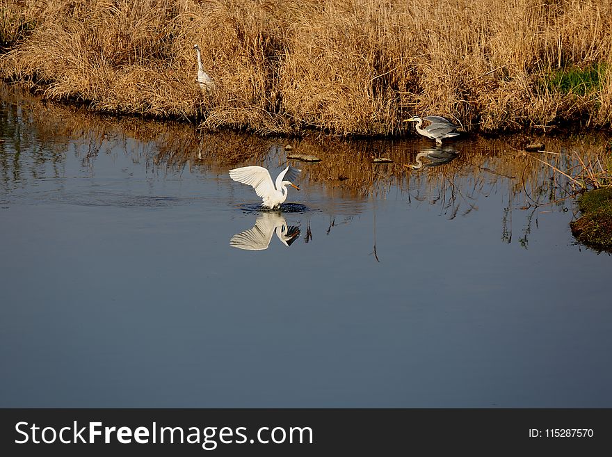 Water, Reflection, Bird, Wetland