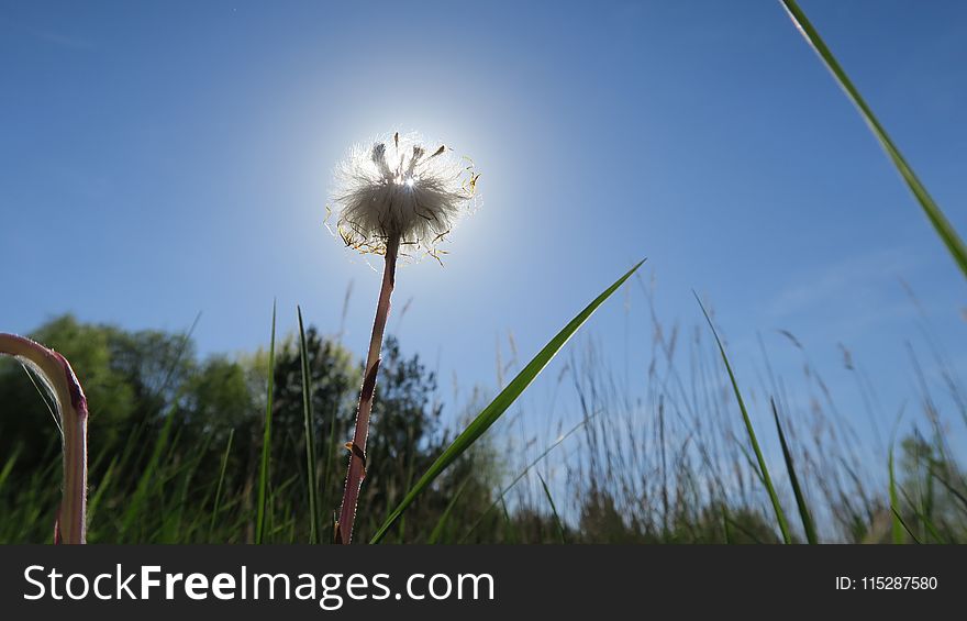 Sky, Ecosystem, Field, Dandelion