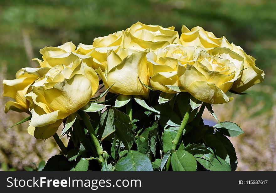 Flower, Rose Family, Rose, Yellow