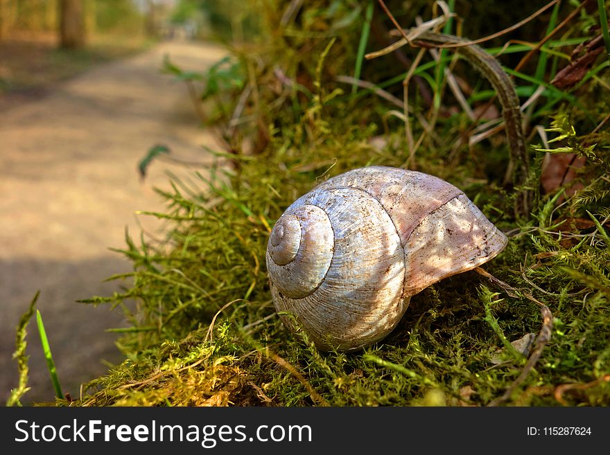 Snail, Snails And Slugs, Terrestrial Animal, Molluscs