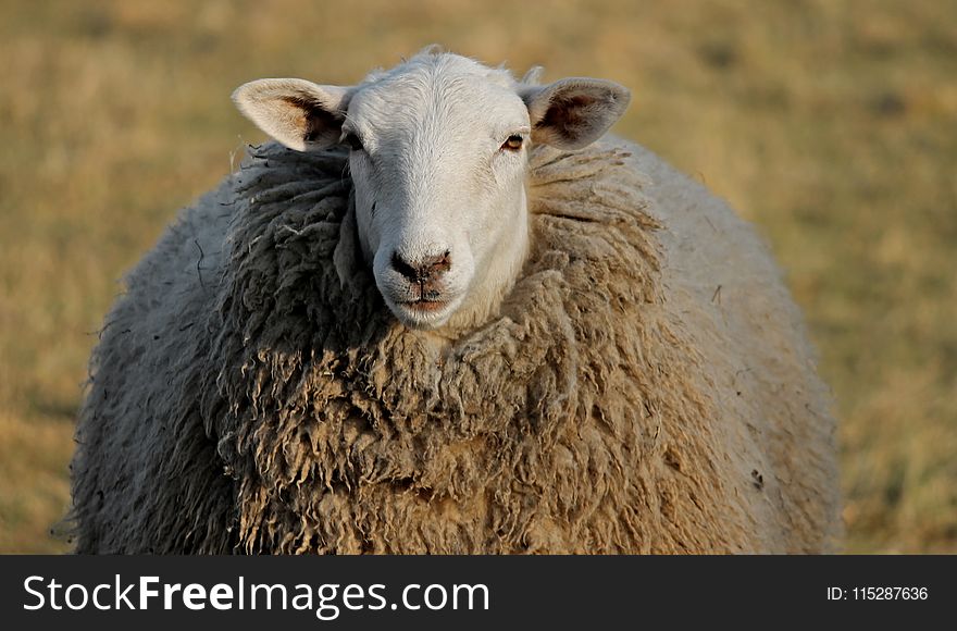 Sheep, Cow Goat Family, Livestock, Terrestrial Animal
