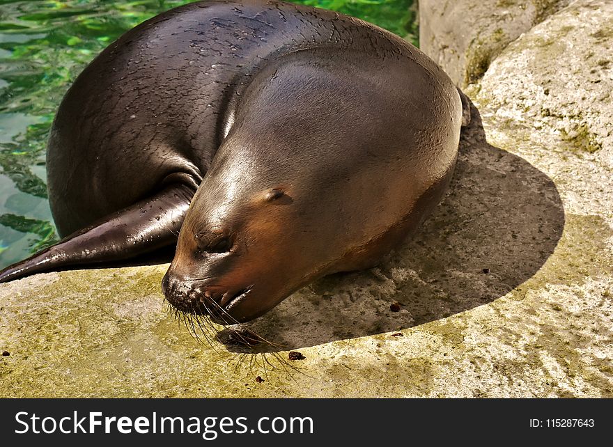 Terrestrial Animal, Seals, Fauna, Mammal