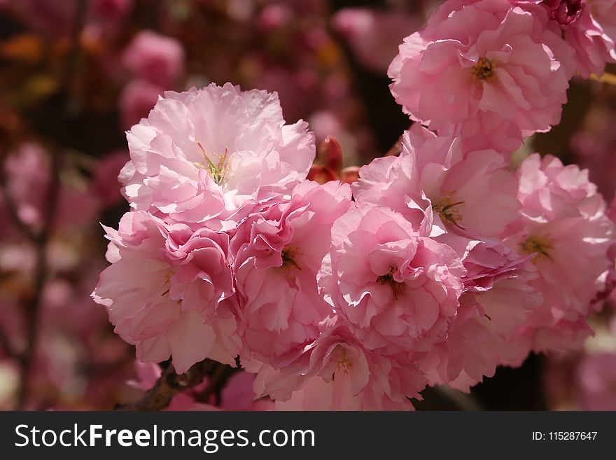 Flower, Pink, Blossom, Cherry Blossom