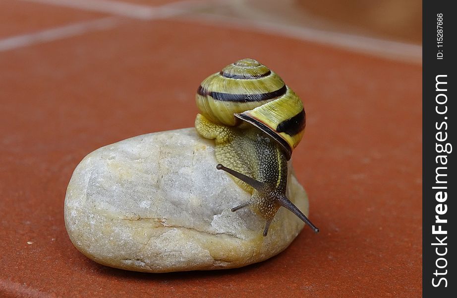 Snail, Macro Photography, Slug, Snails And Slugs
