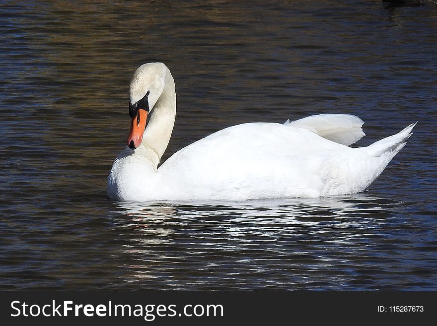 Swan, Bird, Water Bird, Ducks Geese And Swans