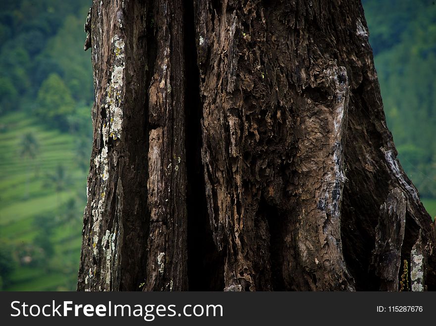 Tree, Trunk, Old Growth Forest, Forest